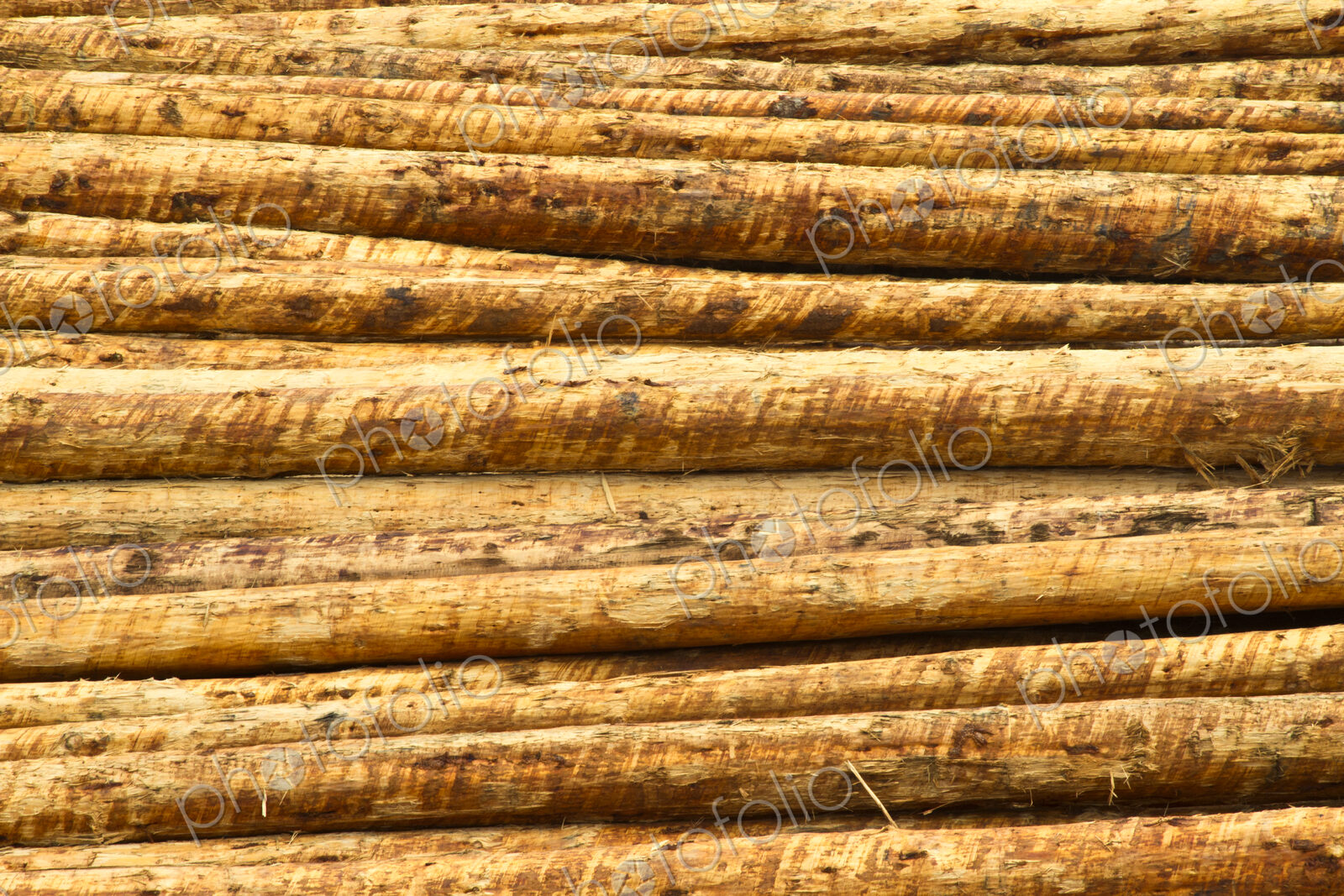 Fresh Cut Timber