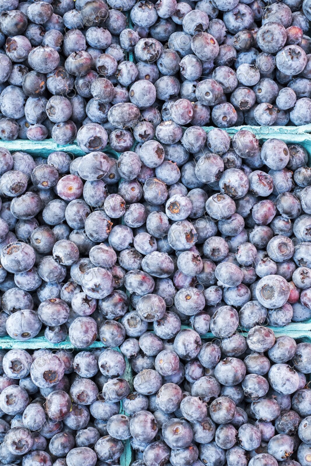 Fresh blueberries for sale at a farmers market in Seattle, Washington. Pike Place Market