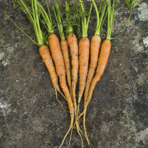 Fresh clean carrots with green leafy tops, laid out in a display.
