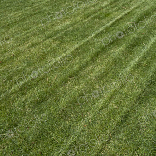 Fresh cut lawn and scattered pine needles Fresh cut lawn and scattered pine needles