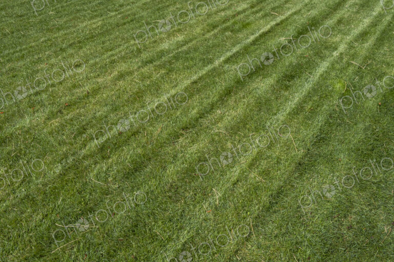 Fresh cut lawn and scattered pine needles