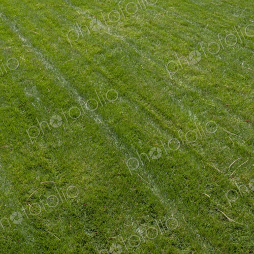 Fresh cut lawn and scattered pine needles Fresh cut lawn and scattered pine needles