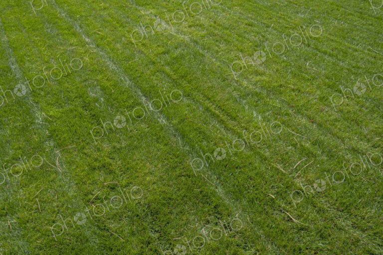 Fresh cut lawn and scattered pine needles