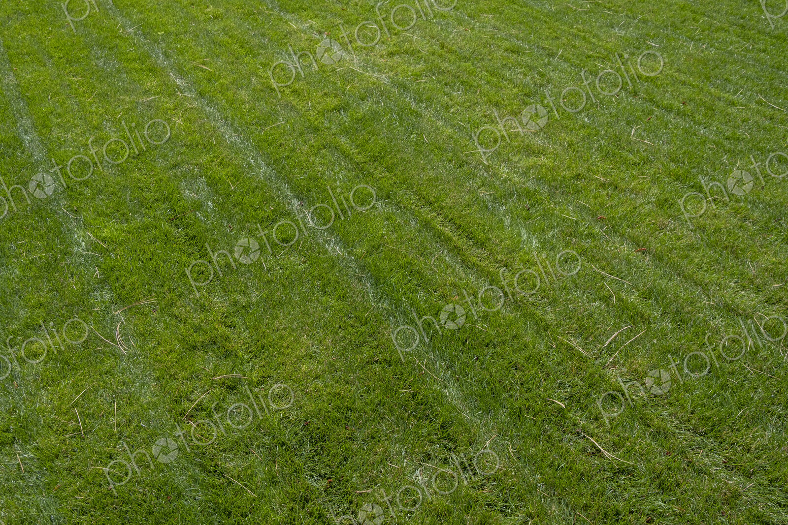 Fresh cut lawn and scattered pine needles