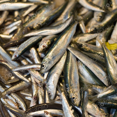 Fresh fish on a stall at the Rialto market. Fresh fish on a stall at the Rialto market.