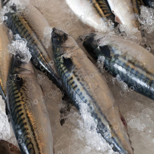 Fresh fish, the catch of the day, laid out on a bed of ice. Park City market. Utah. Fresh fish, the catch of the day, laid out on a bed of ice. Park City market. Utah.