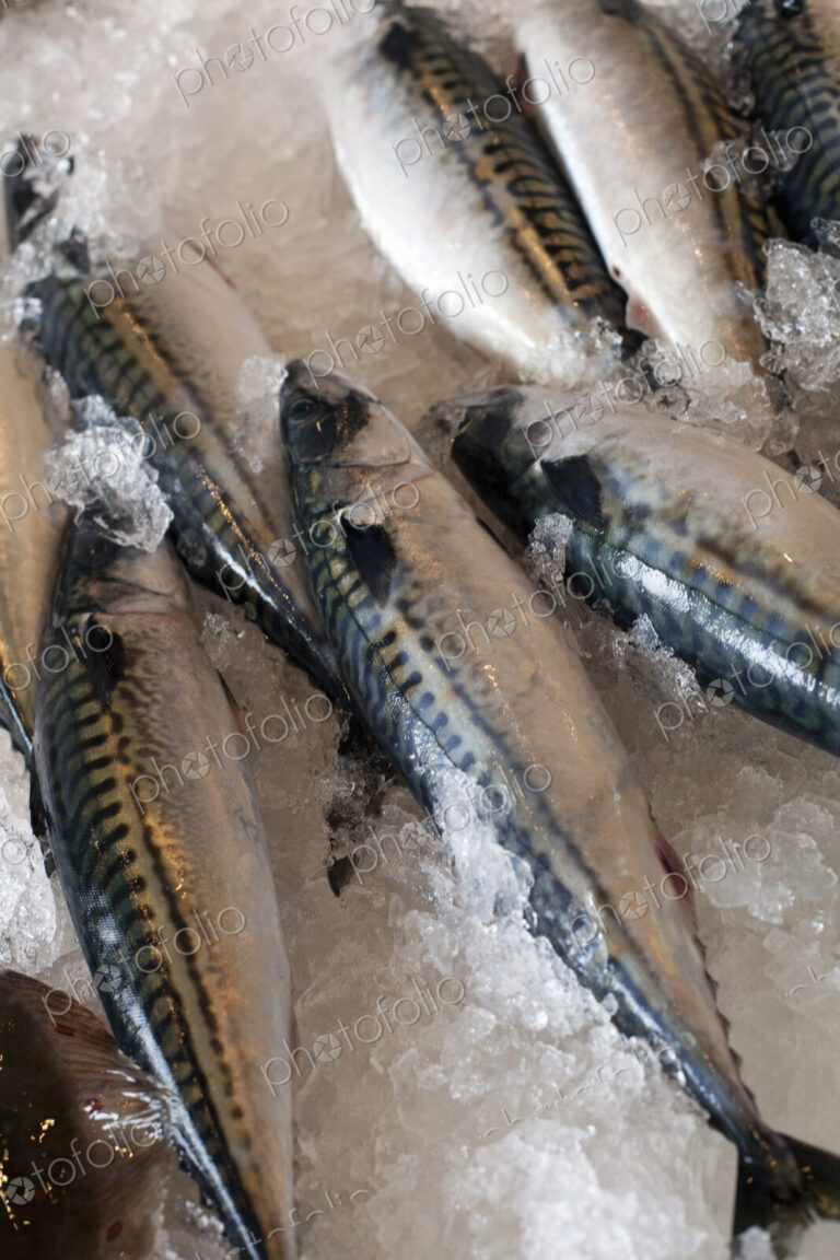 Fresh fish, the catch of the day, laid out on a bed of ice. Park City market. Utah.