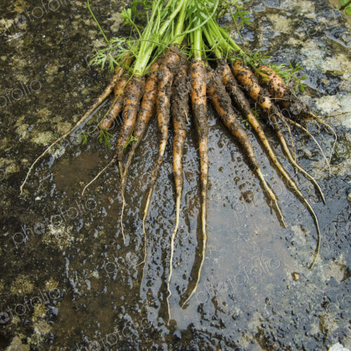 Fresh muddy carrots with green leafy tops, laid out in a display.
