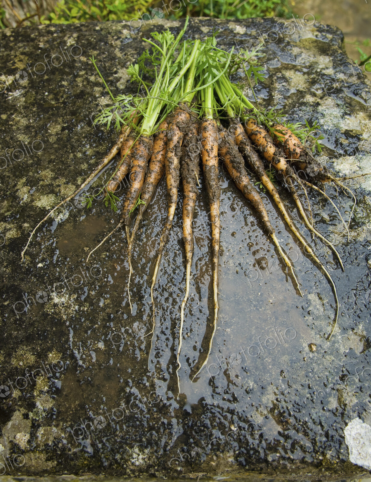 Fresh muddy carrots with green leafy tops, laid out in a display.