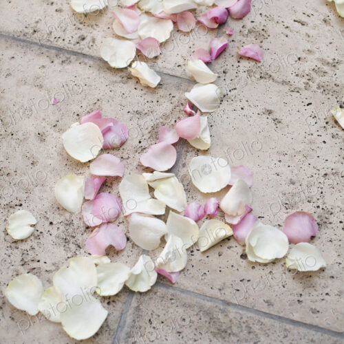 Fresh organic confetti, natural pink dried rose petals on the ground. Traditional… Fresh organic confetti, natural pink dried rose petals on the ground. Traditional…