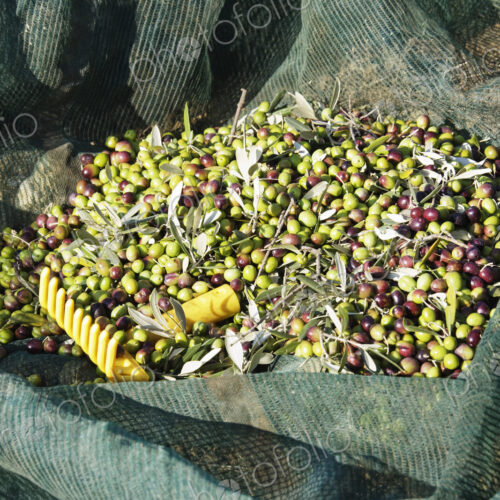 Freshly Picked Olives