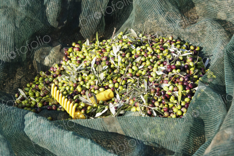 Freshly Picked Olives