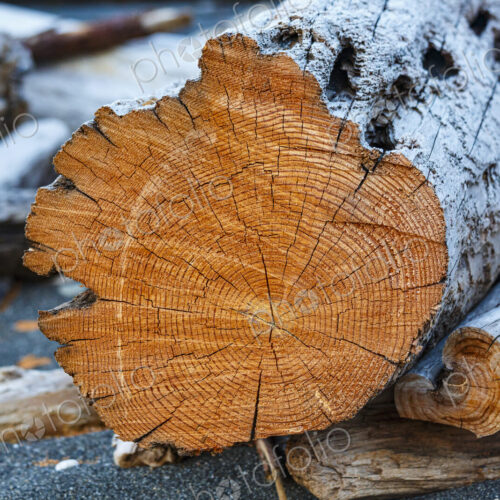 Freshly cut alder tree, cross section of the trunk showing the rings and cracks of the…