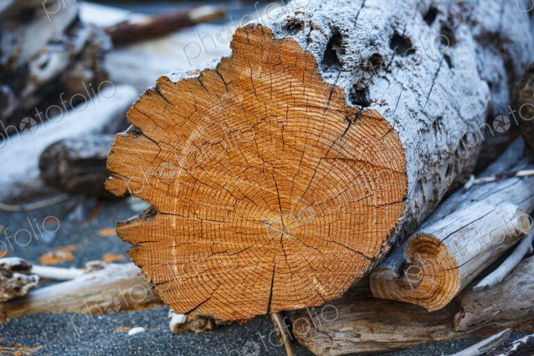 Freshly cut alder tree, cross section of the trunk showing the rings and cracks of the…