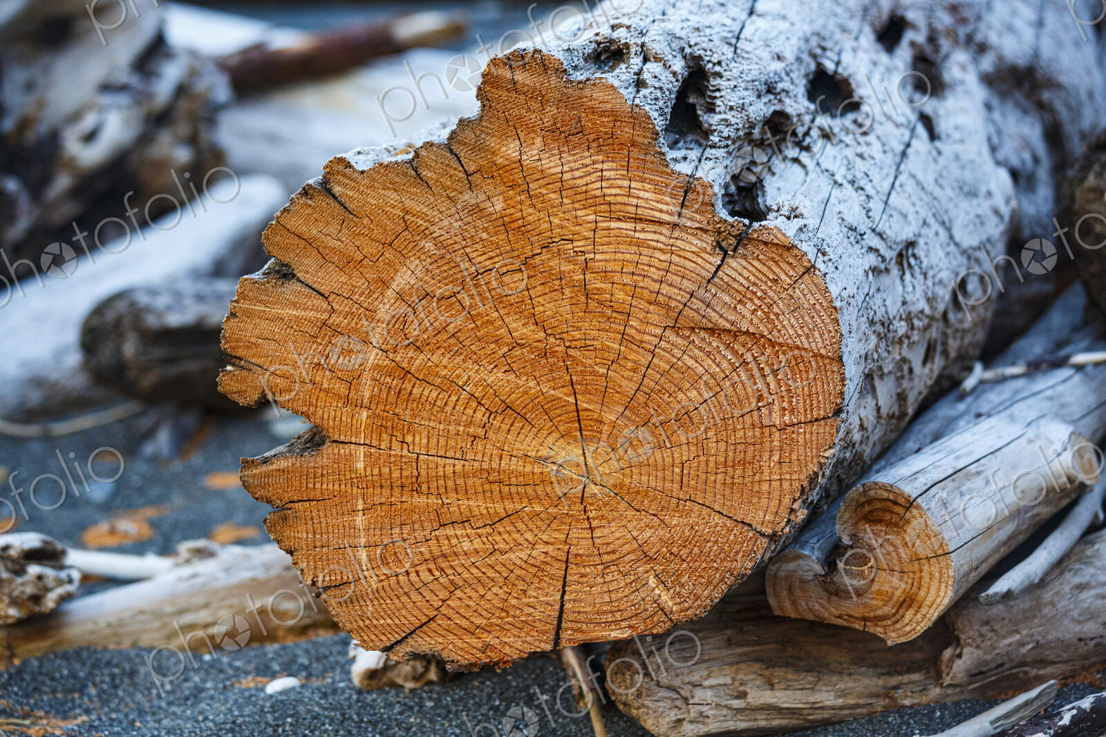 Freshly cut alder tree, cross section of the trunk showing the rings and cracks of the…