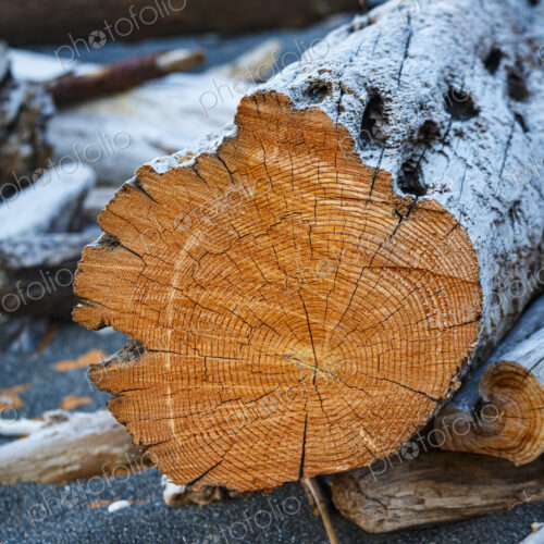 Freshly cut alder tree, cross section of the trunk showing the rings and cracks of the…