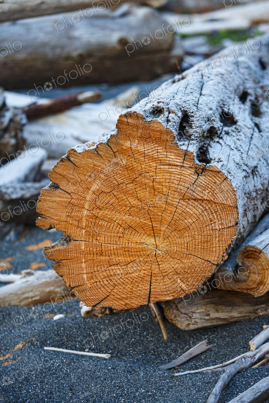 Freshly cut alder tree, cross section of the trunk showing the rings and cracks of the…