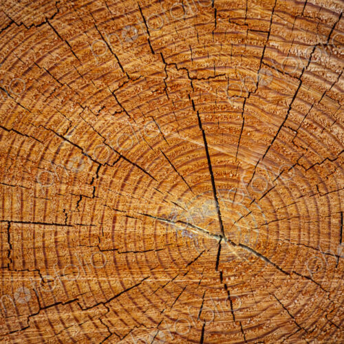 Freshly cut alder tree, cross section of the trunk showing the rings and cracks of the…