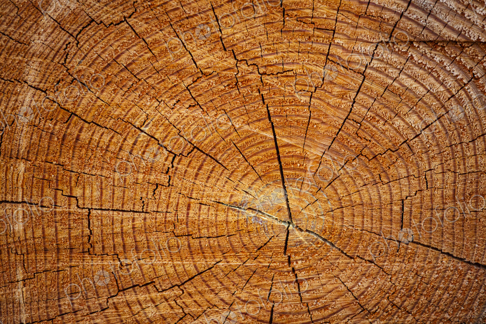 Freshly cut alder tree, cross section of the trunk showing the rings and cracks of the…