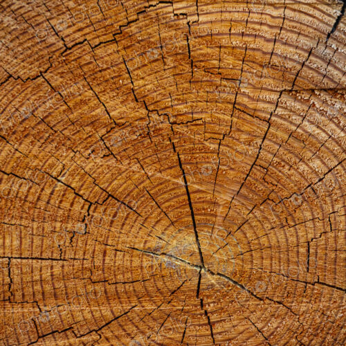 Freshly cut alder tree, cross section of the trunk showing the rings and cracks of the…