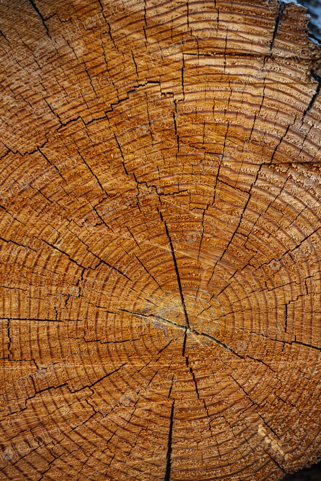 Freshly cut alder tree, cross section of the trunk showing the rings and cracks of the…