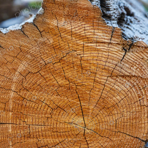 Freshly cut alder tree, cross section of the trunk showing the rings and cracks of the…