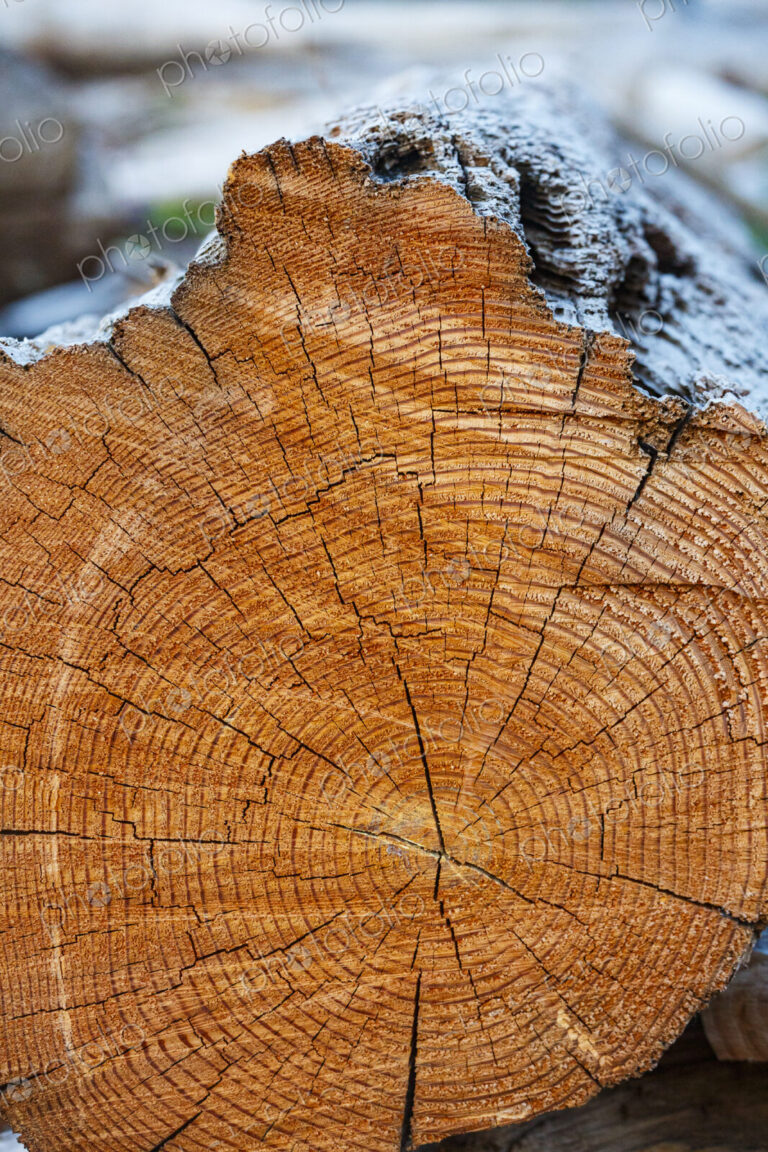 Freshly cut alder tree, cross section of the trunk showing the rings and cracks of the…