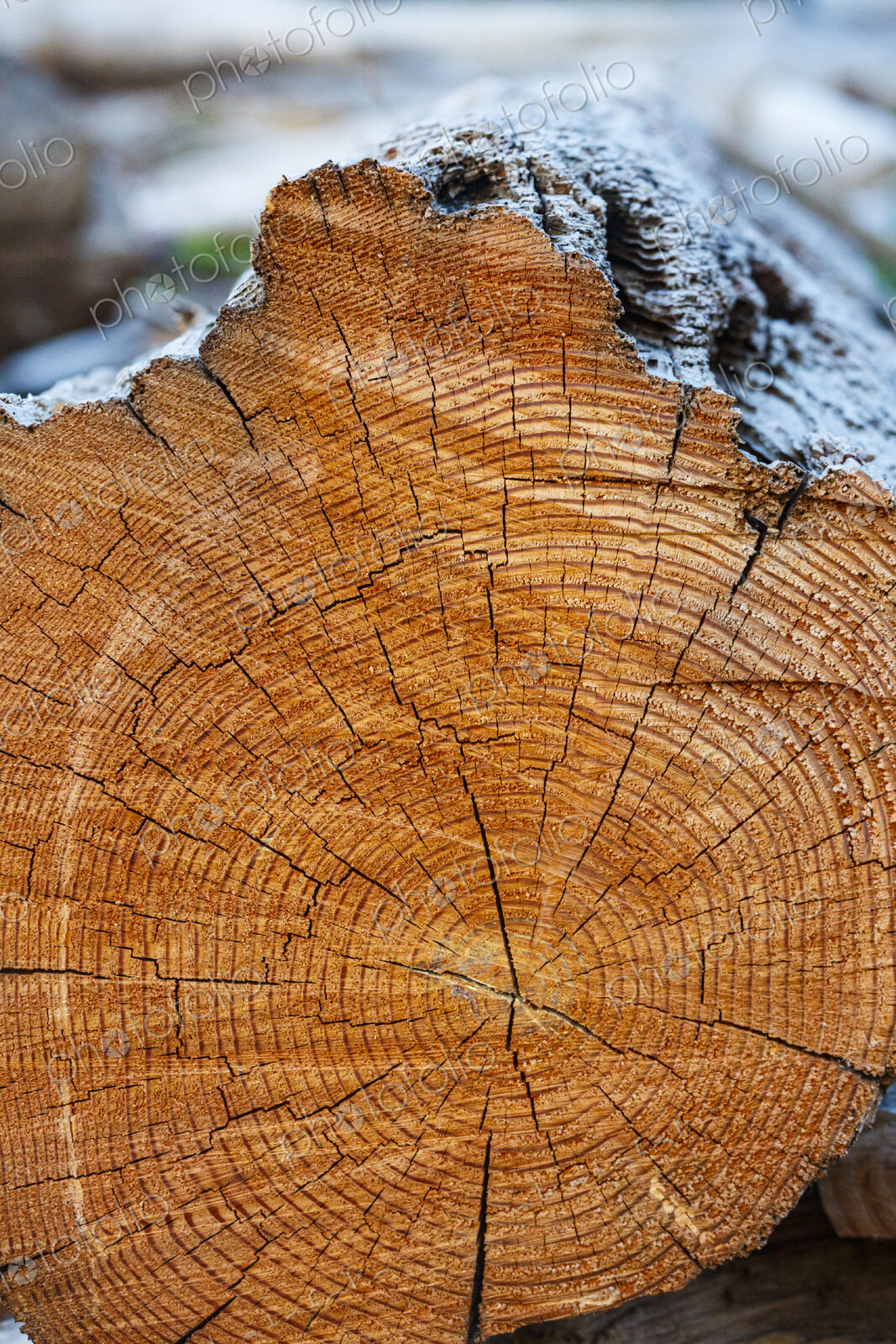 Freshly cut alder tree, cross section of the trunk showing the rings and cracks of the…