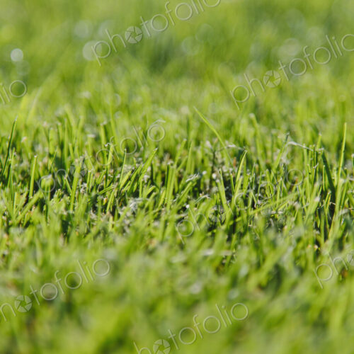 Freshly cut green grass, a dense carpet of grass blades, lying in one direction, after… Freshly cut green grass, a dense carpet of grass blades, lying in one direction, after…