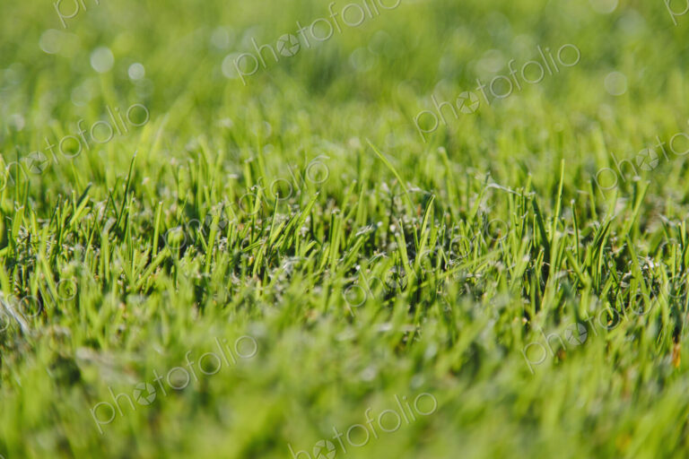 Freshly cut green grass, a dense carpet of grass blades, lying in one direction, after…