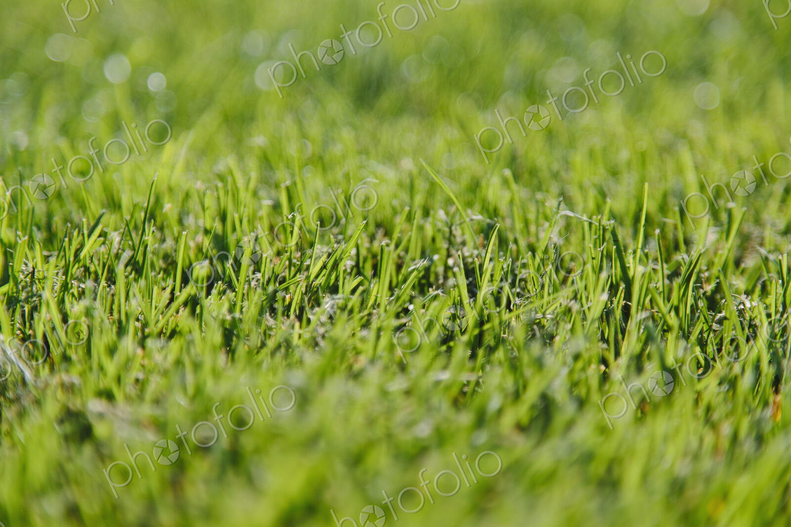 Freshly cut green grass, a dense carpet of grass blades, lying in one direction, after…