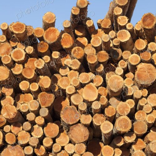 Freshly cut logs stacked at a lumber facility in Coos Bay, Oregon, against a clear…
