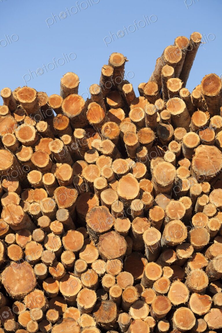 Freshly cut logs stacked at a lumber facility in Coos Bay, Oregon, against a clear…