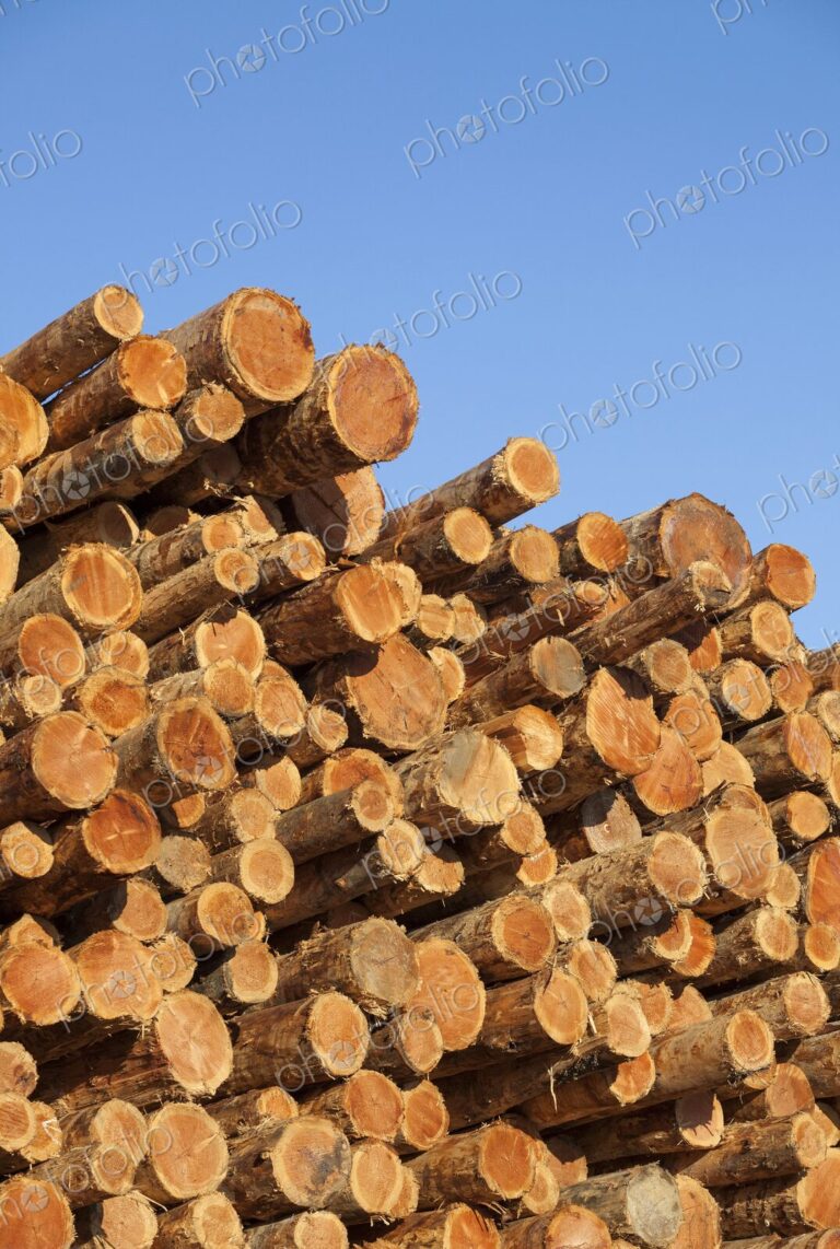 Freshly cut logs stacked at a lumber facility in Coos Bay, Oregon, against a clear…