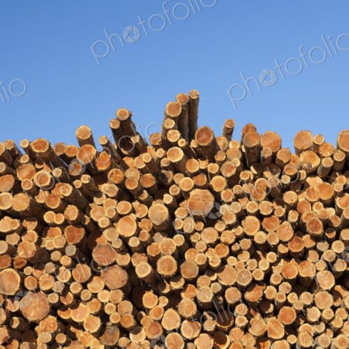 Freshly cut logs stacked in rows under a clear blue sky, ready for processing in Coos…