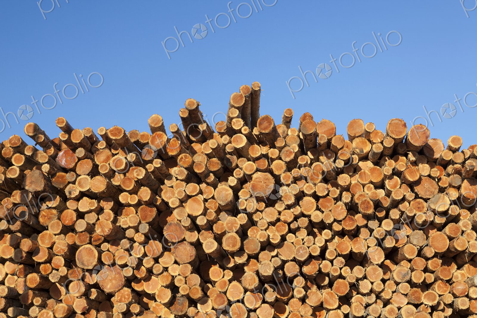 Freshly cut logs stacked in rows under a clear blue sky, ready for processing in Coos…