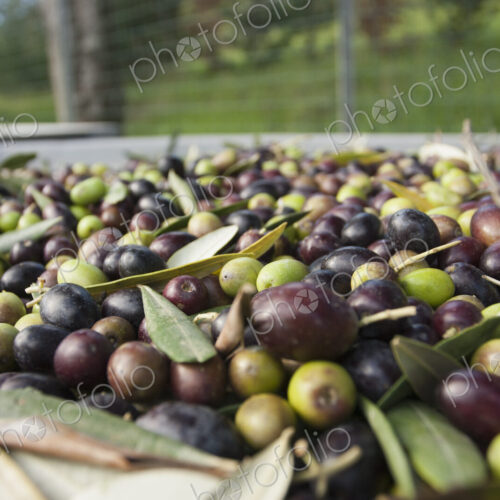 Freshly harvested olives in Tuscany, being prepared for press.