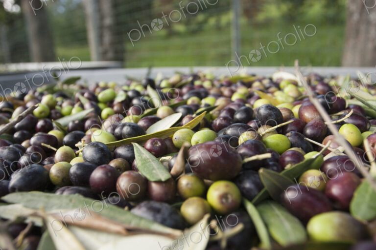 Freshly harvested olives in Tuscany, being prepared for press.