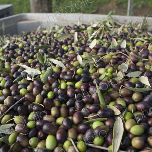 Freshly harvested olives in Tuscany, being prepared for press.
