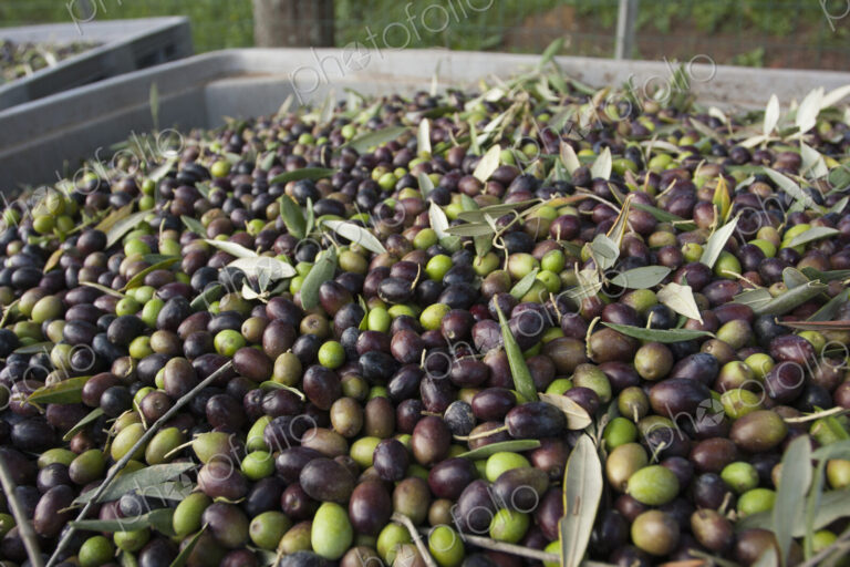Freshly harvested olives in Tuscany, being prepared for press.