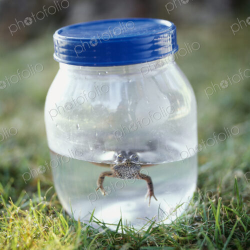 Frog in a Jar