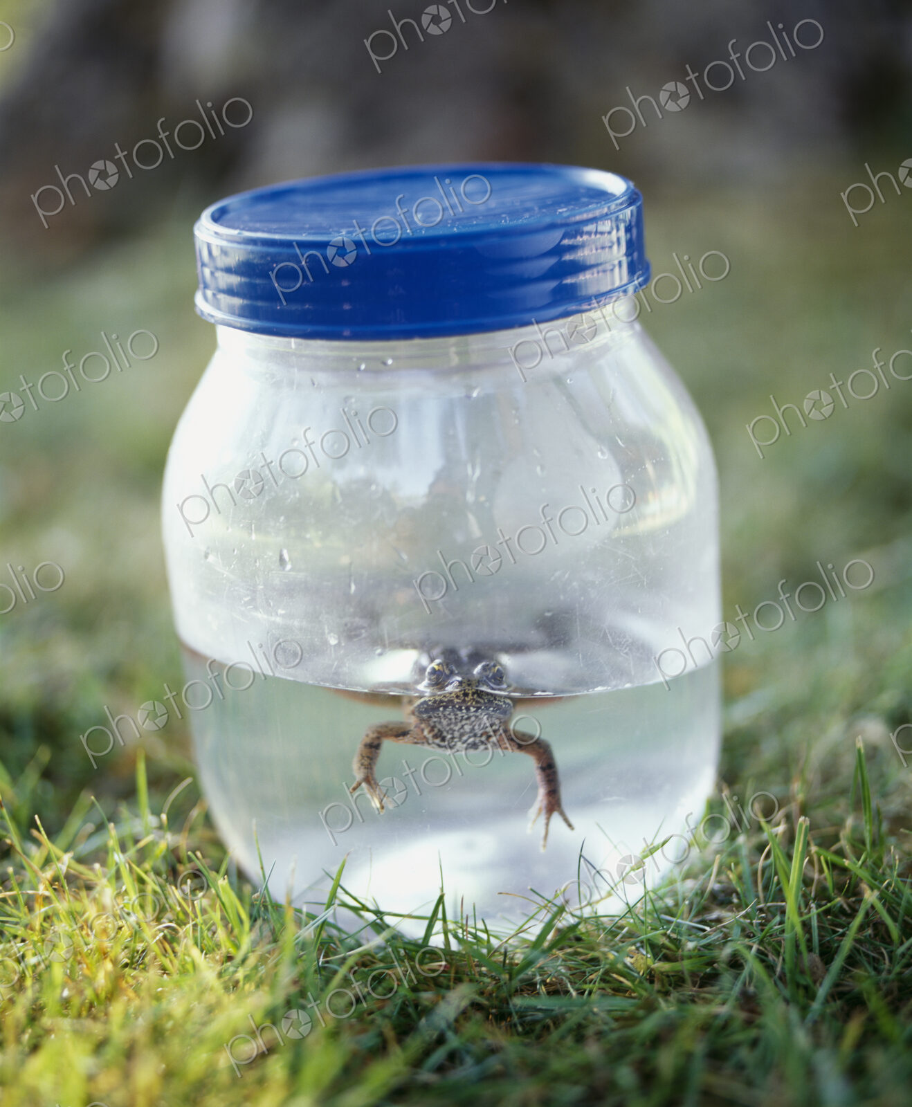 Frog in a Jar