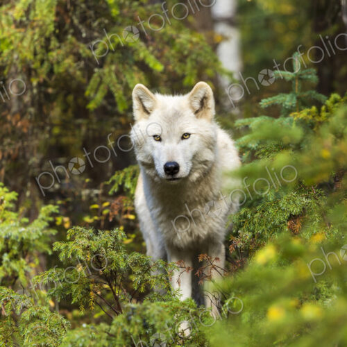 Front view of Grey Wolf standing in a forest, looking at camera. Front view of Grey Wolf standing in a forest, looking at camera.