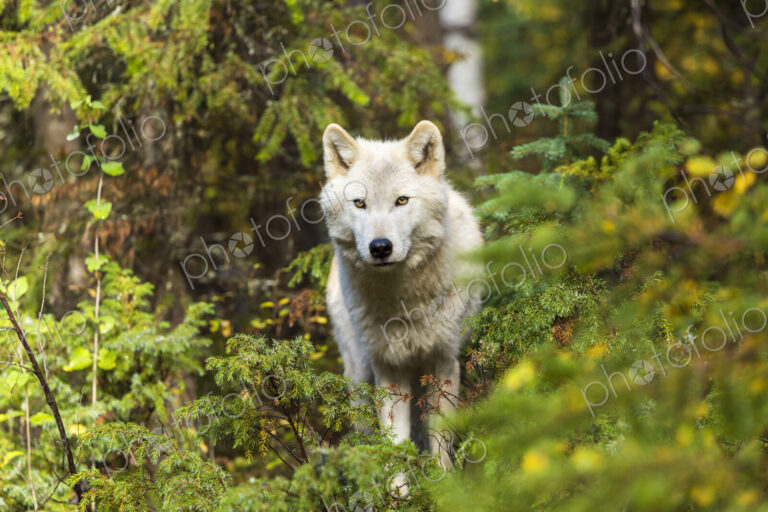 Front view of Grey Wolf standing in a forest, looking at camera.