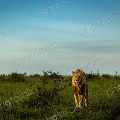 Front view of a male lion standing, Panthera leo.