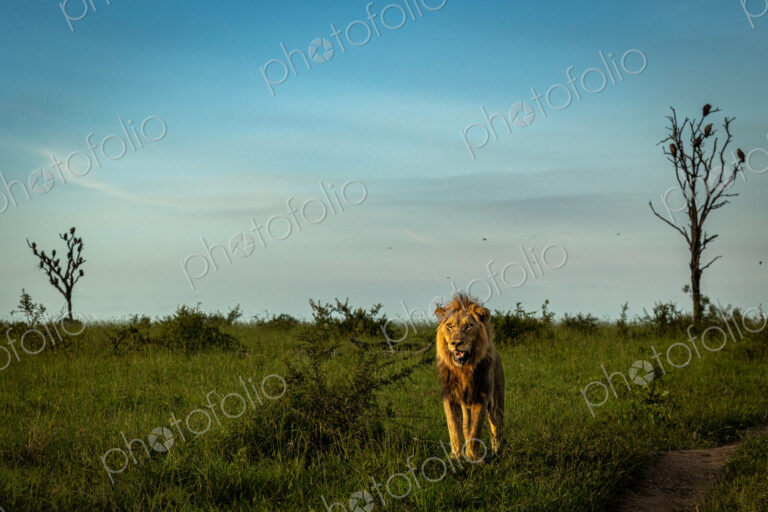 Front view of a male lion standing, Panthera leo.