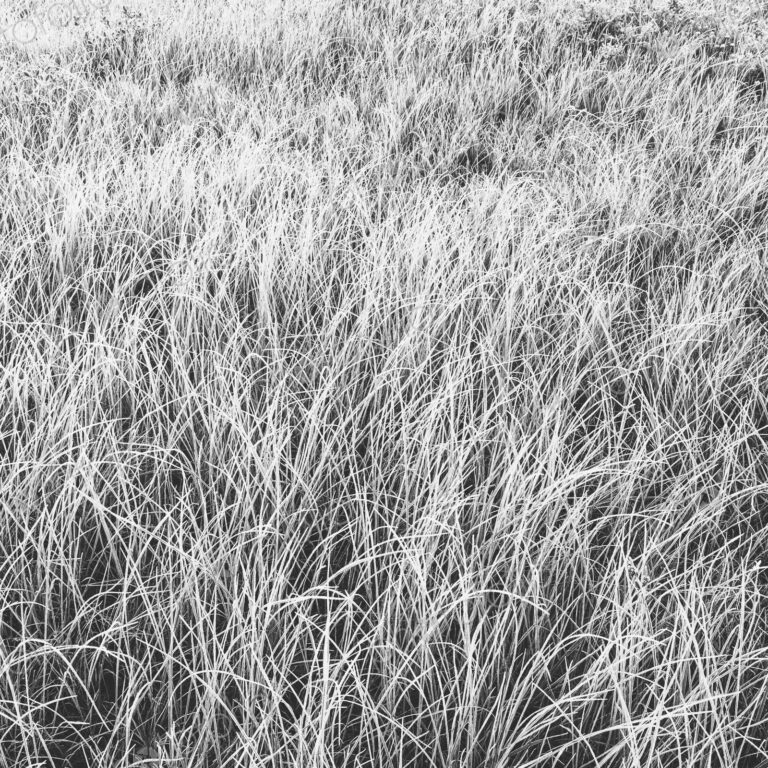 Frost covered grasses in a meadow in Mount Rainier national park.
