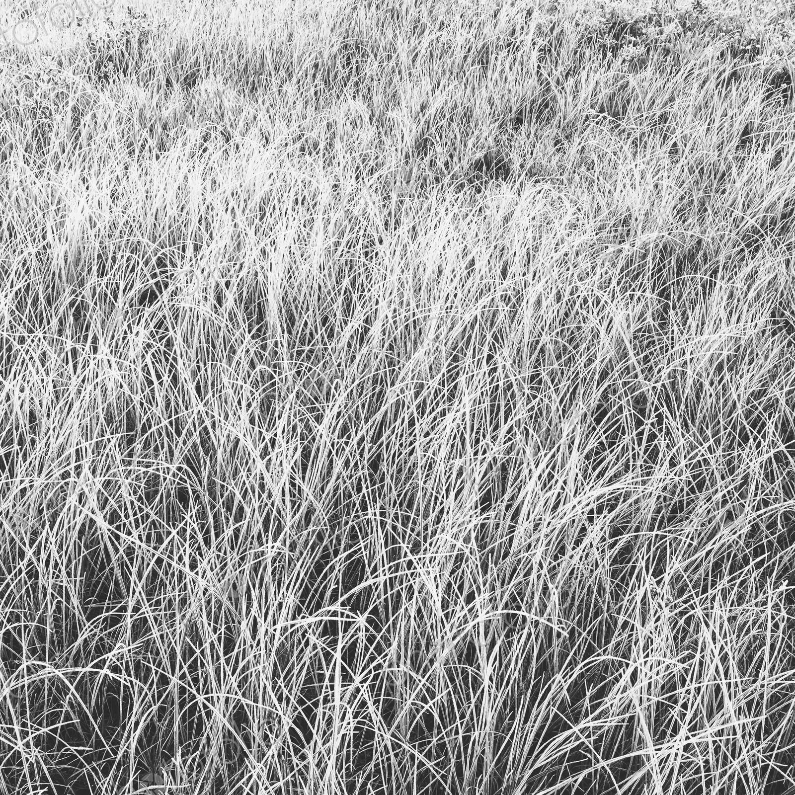 Frost covered grasses in a meadow in Mount Rainier national park.