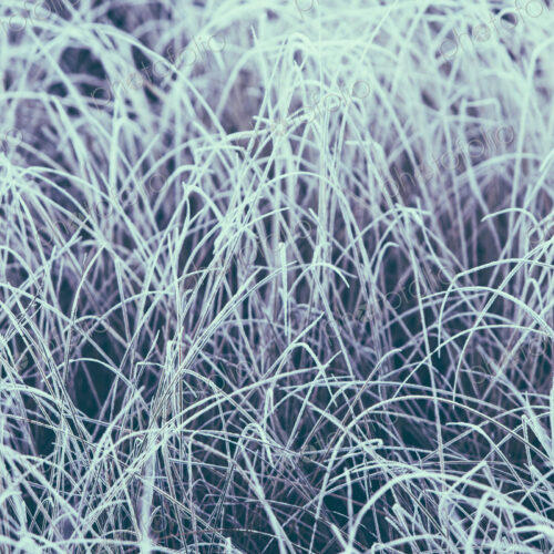 Frost covered grasses in a meadow in Mount Rainier national park. Frost covered grasses in a meadow in Mount Rainier national park.