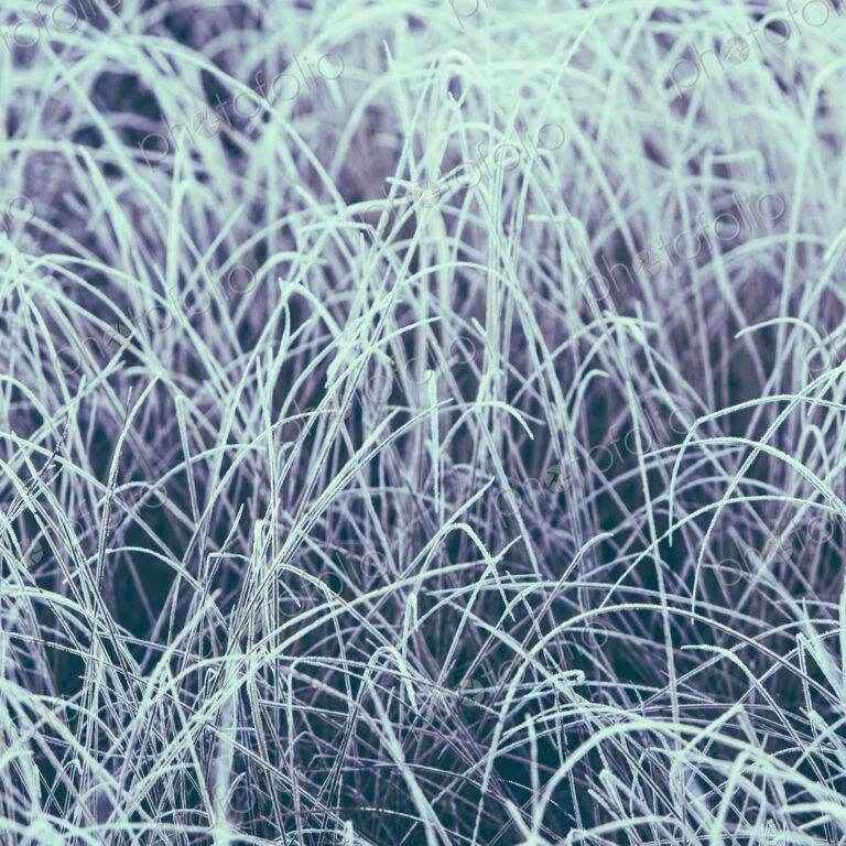 Frost covered grasses in a meadow in Mount Rainier national park.